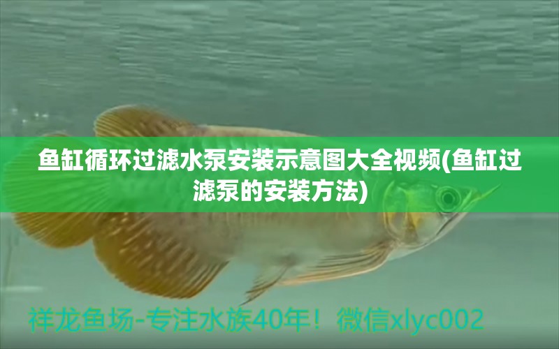 魚(yú)缸循環(huán)過(guò)濾水泵安裝示意圖大全視頻(魚(yú)缸過(guò)濾泵的安裝方法) 祥禾Super Red紅龍魚(yú) 第1張