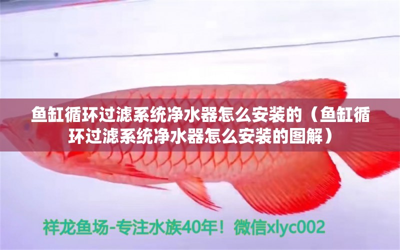 魚缸循環(huán)過濾系統(tǒng)凈水器怎么安裝的（魚缸循環(huán)過濾系統(tǒng)凈水器怎么安裝的圖解）