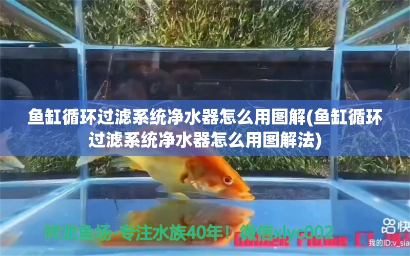 魚缸循環(huán)過濾系統(tǒng)凈水器怎么用圖解(魚缸循環(huán)過濾系統(tǒng)凈水器怎么用圖解法)