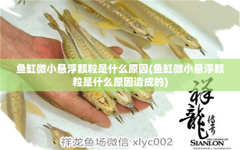 魚缸微小懸浮顆粒是什么原因(魚缸微小懸浮顆粒是什么原因造成的) 巴西亞魚 第1張