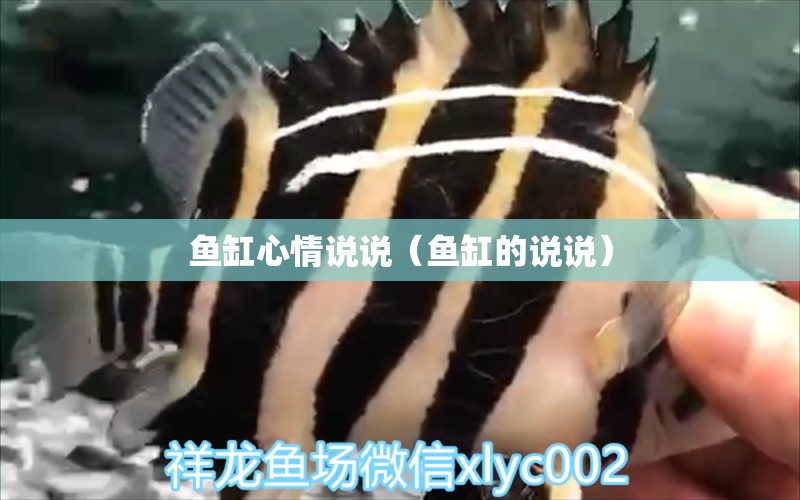 魚缸心情說說（魚缸的說說） 祥龍水族醫(yī)院