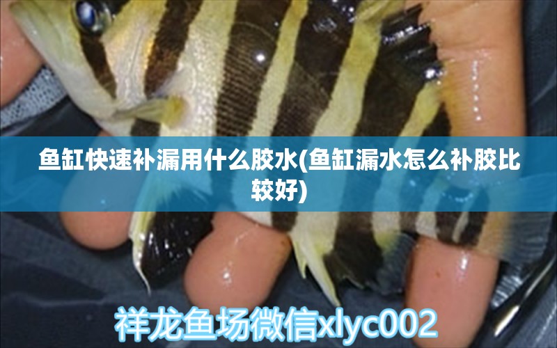 魚缸快速補(bǔ)漏用什么膠水(魚缸漏水怎么補(bǔ)膠比較好) 龍魚專用燈