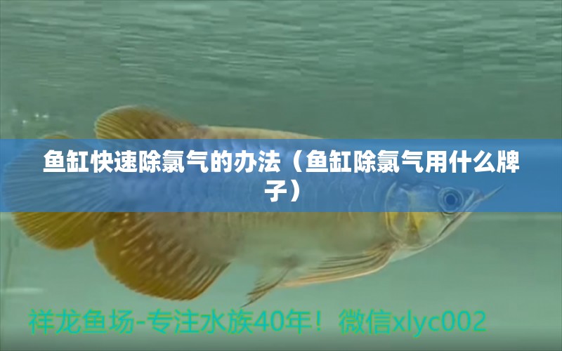 魚缸快速除氯氣的辦法（魚缸除氯氣用什么牌子） 廣州觀賞魚批發(fā)市場