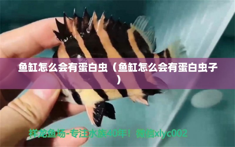 魚(yú)缸怎么會(huì)有蛋白蟲(chóng)（魚(yú)缸怎么會(huì)有蛋白蟲(chóng)子） 祥龍水族醫(yī)院