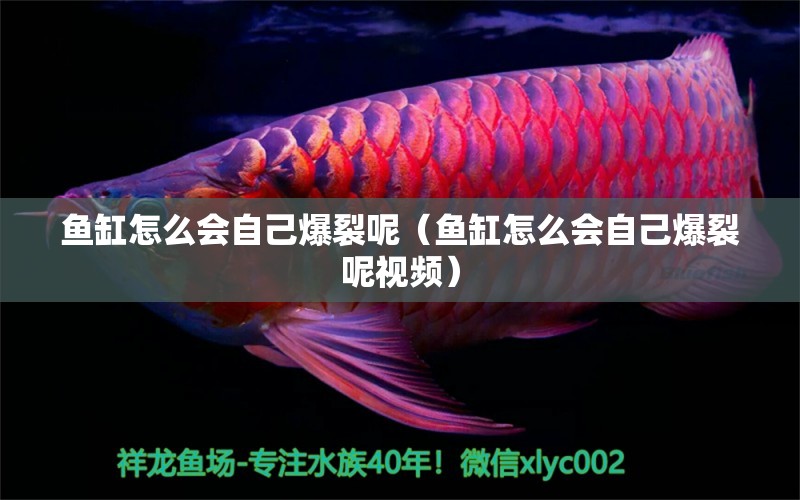 魚缸怎么會(huì)自己爆裂呢（魚缸怎么會(huì)自己爆裂呢視頻） 觀賞魚市場（混養(yǎng)魚）