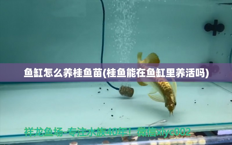 魚缸怎么養(yǎng)桂魚苗(桂魚能在魚缸里養(yǎng)活嗎) 銀古魚苗