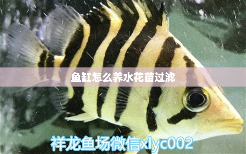 魚(yú)缸怎么養(yǎng)水花苗過(guò)濾 水族問(wèn)答