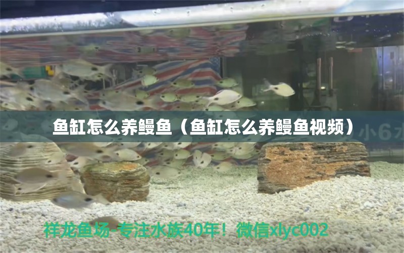 魚缸怎么養(yǎng)鰻魚（魚缸怎么養(yǎng)鰻魚視頻）