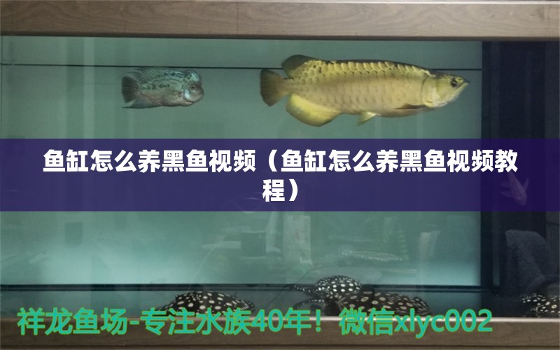 魚(yú)缸怎么養(yǎng)黑魚(yú)視頻（魚(yú)缸怎么養(yǎng)黑魚(yú)視頻教程） 祥龍水族醫(yī)院