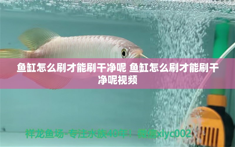 魚缸怎么刷才能刷干凈呢 魚缸怎么刷才能刷干凈呢視頻