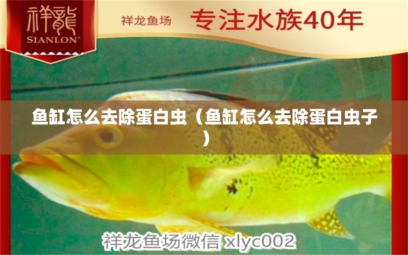 魚缸怎么去除蛋白蟲（魚缸怎么去除蛋白蟲子）