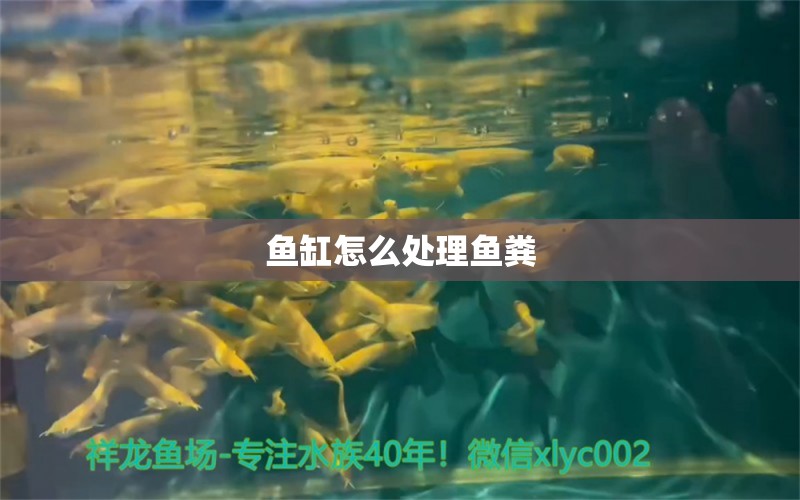 魚(yú)缸怎么處理魚(yú)糞 水族問(wèn)答