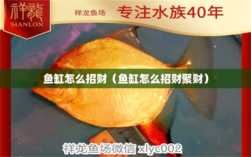 魚缸怎么招財（魚缸怎么招財聚財） 黃金夢幻雷龍魚