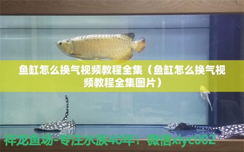 魚缸怎么換氣視頻教程全集（魚缸怎么換氣視頻教程全集圖片） 祥龍水族醫(yī)院