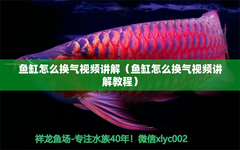 魚缸怎么換氣視頻講解（魚缸怎么換氣視頻講解教程）