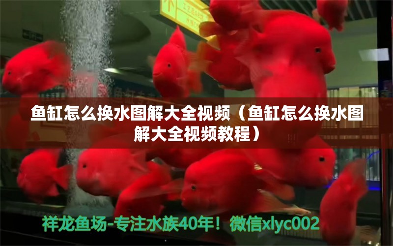 魚缸怎么換水圖解大全視頻（魚缸怎么換水圖解大全視頻教程） 夢幻雷龍魚