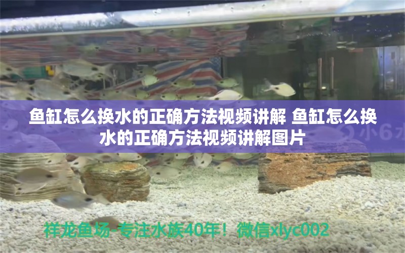 魚(yú)缸怎么換水的正確方法視頻講解 魚(yú)缸怎么換水的正確方法視頻講解圖片 伊罕水族 第2張