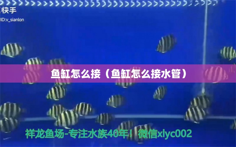 魚缸怎么接（魚缸怎么接水管） 眼斑魚