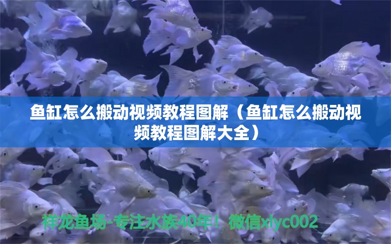 魚缸怎么搬動(dòng)視頻教程圖解（魚缸怎么搬動(dòng)視頻教程圖解大全）