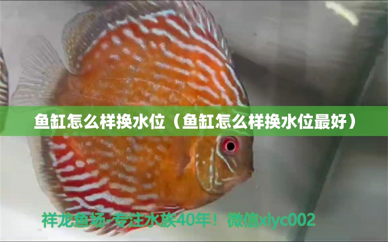 魚缸怎么樣換水位（魚缸怎么樣換水位最好） 祥龍水族醫(yī)院