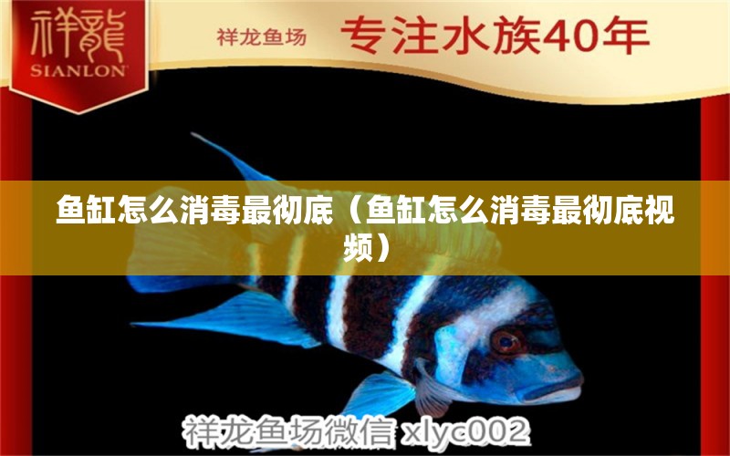 魚缸怎么消毒最徹底（魚缸怎么消毒最徹底視頻）