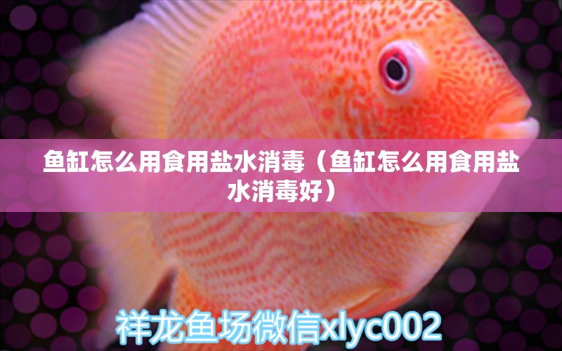 魚缸怎么用食用鹽水消毒（魚缸怎么用食用鹽水消毒好） 觀賞魚市場(chǎng)（混養(yǎng)魚）