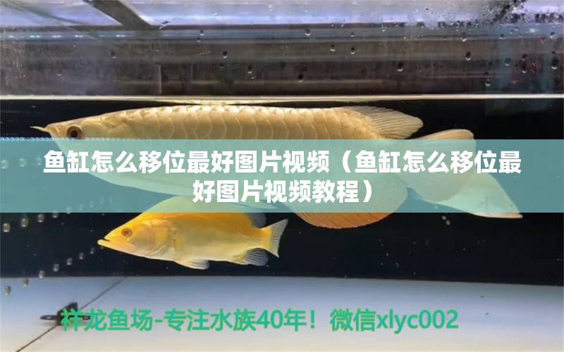 魚缸怎么移位最好圖片視頻（魚缸怎么移位最好圖片視頻教程）