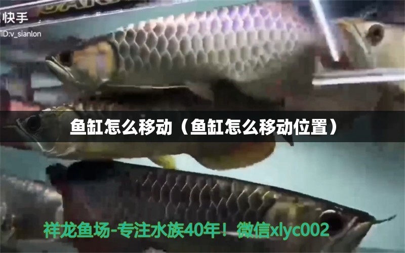 魚缸怎么移動（魚缸怎么移動位置）