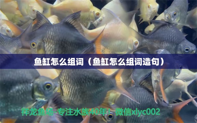 魚缸怎么組詞（魚缸怎么組詞造句）