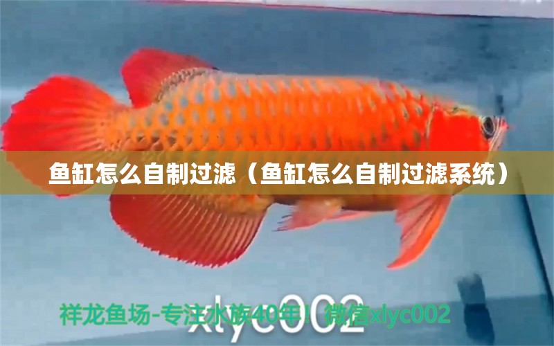 魚缸怎么自制過濾（魚缸怎么自制過濾系統(tǒng)）