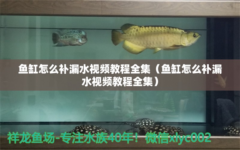 魚缸怎么補(bǔ)漏水視頻教程全集（魚缸怎么補(bǔ)漏水視頻教程全集） 觀賞魚市場(chǎng)（混養(yǎng)魚）