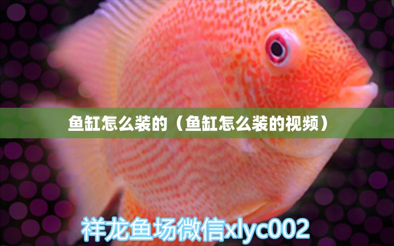 魚缸怎么裝的（魚缸怎么裝的視頻） 觀賞魚市場（混養(yǎng)魚）