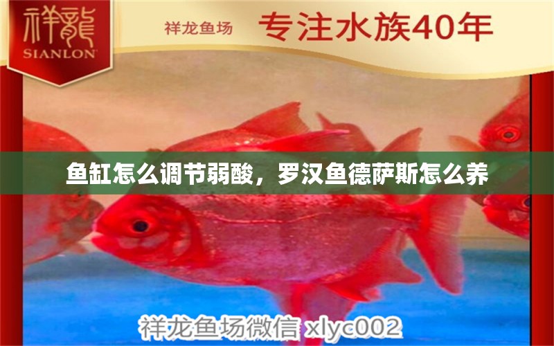 魚缸怎么調(diào)節(jié)弱酸，羅漢魚德薩斯怎么養(yǎng) 羅漢魚