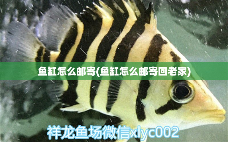 魚缸怎么郵寄(魚缸怎么郵寄回老家) 月光鴨嘴魚