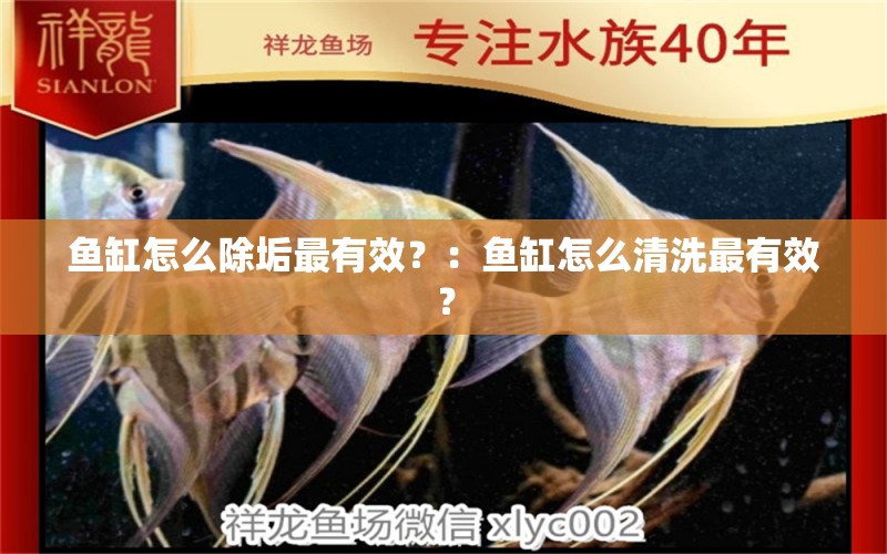 魚缸怎么除垢最有效？：魚缸怎么清洗最有效？ 魚缸百科 第2張