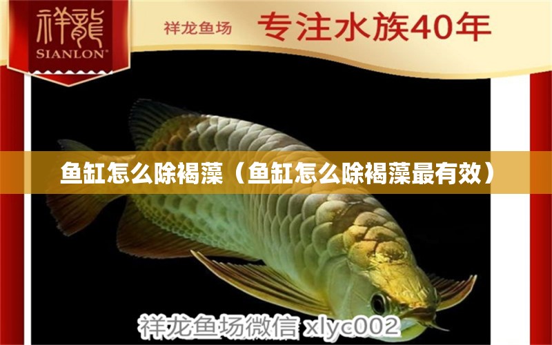 魚缸怎么除褐藻（魚缸怎么除褐藻最有效）