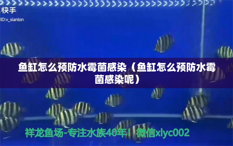 魚缸怎么預(yù)防水霉菌感染（魚缸怎么預(yù)防水霉菌感染呢） 觀賞魚市場（混養(yǎng)魚）