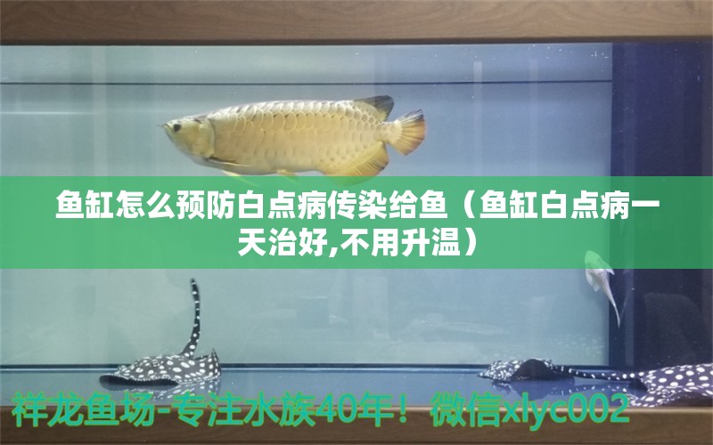 魚缸怎么預(yù)防白點(diǎn)病傳染給魚（魚缸白點(diǎn)病一天治好,不用升溫）