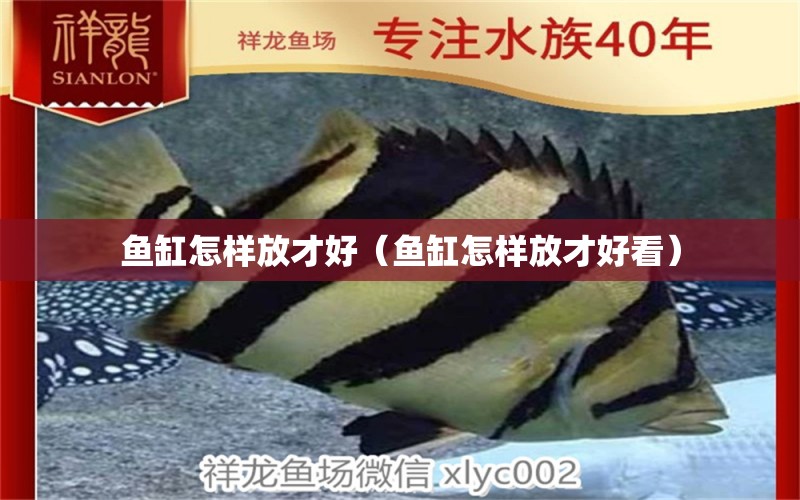 魚缸怎樣放才好（魚缸怎樣放才好看）