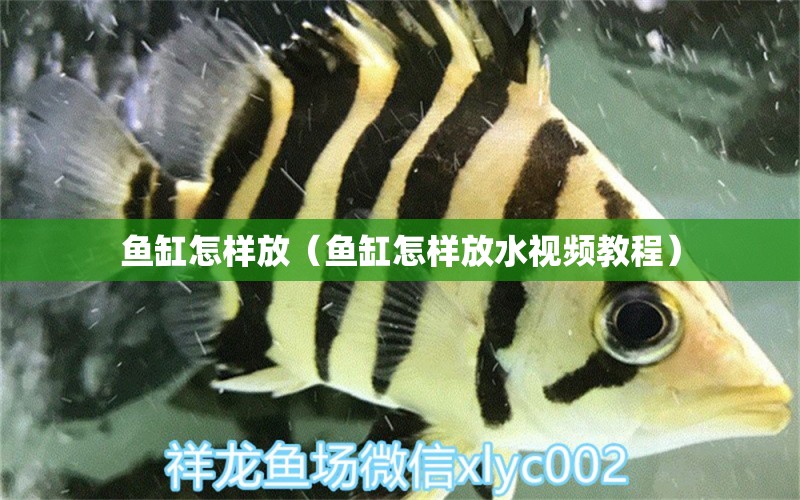 魚(yú)缸怎樣放（魚(yú)缸怎樣放水視頻教程）