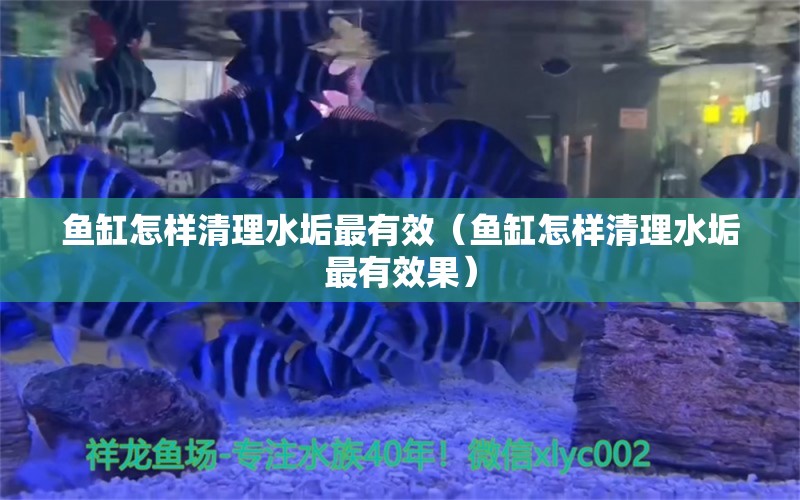 魚(yú)缸怎樣清理水垢最有效（魚(yú)缸怎樣清理水垢最有效果） 國(guó)產(chǎn)元寶鳳凰魚(yú)