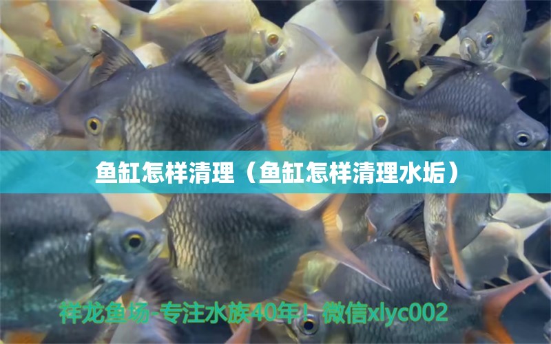 魚缸怎樣清理（魚缸怎樣清理水垢） 其他品牌魚缸