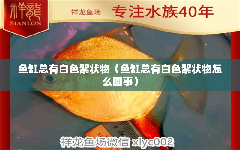 魚(yú)缸總有白色絮狀物（魚(yú)缸總有白色絮狀物怎么回事）