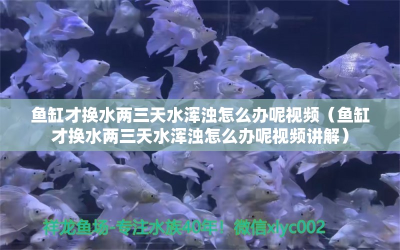 魚缸才換水兩三天水渾濁怎么辦呢視頻（魚缸才換水兩三天水渾濁怎么辦呢視頻講解）