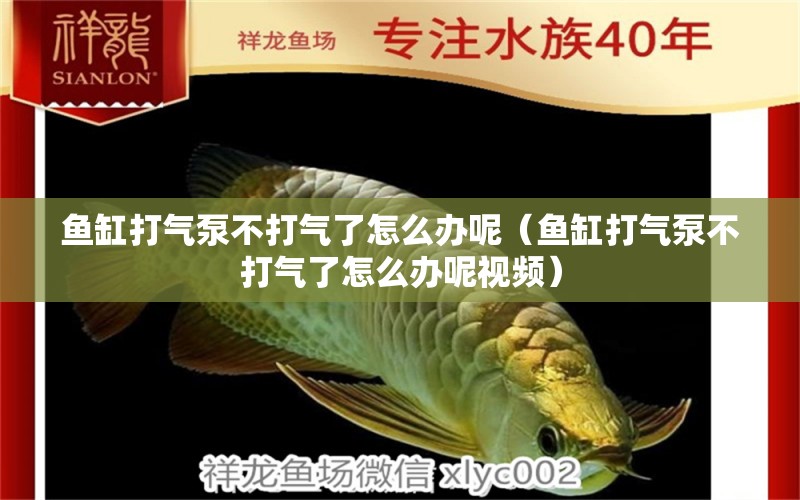 魚缸打氣泵不打氣了怎么辦呢（魚缸打氣泵不打氣了怎么辦呢視頻）