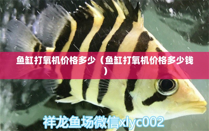 魚缸打氧機(jī)價(jià)格多少（魚缸打氧機(jī)價(jià)格多少錢） 白子黑帝王魟魚