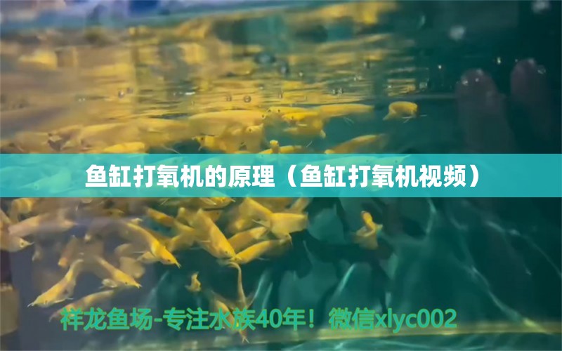 魚缸打氧機的原理（魚缸打氧機視頻） 黃金達摩魚