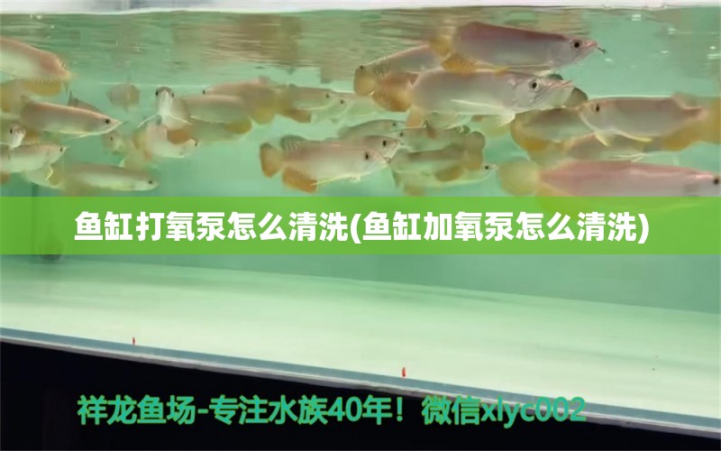 魚缸打氧泵怎么清洗(魚缸加氧泵怎么清洗) 廣州龍魚批發(fā)市場