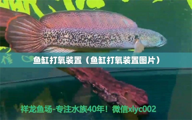 魚(yú)缸打氧裝置（魚(yú)缸打氧裝置圖片）