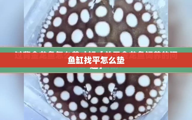 魚(yú)缸找平怎么墊 水族問(wèn)答